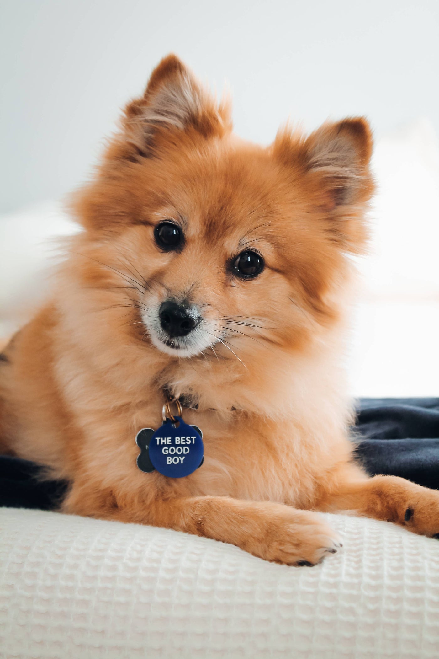 Freshwater Curated Goods - The Best Good Boy Pet Tag: Royal Acrylic